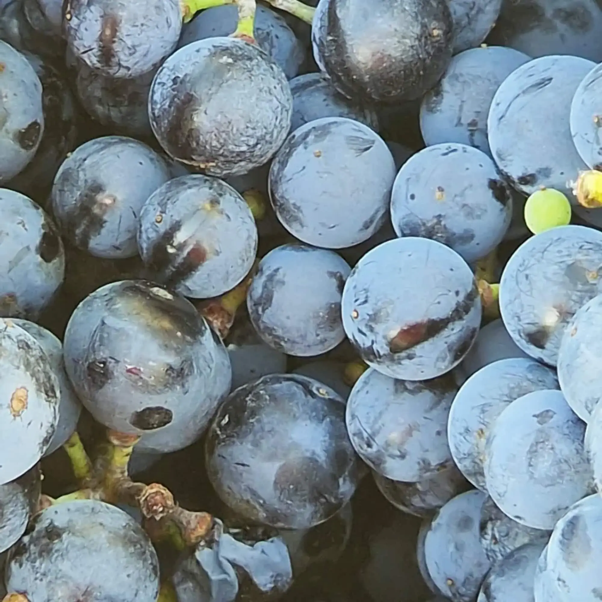 Letošní posledni hrozny jsou sklizeny, frankovka ze Šibeniční hory🍷