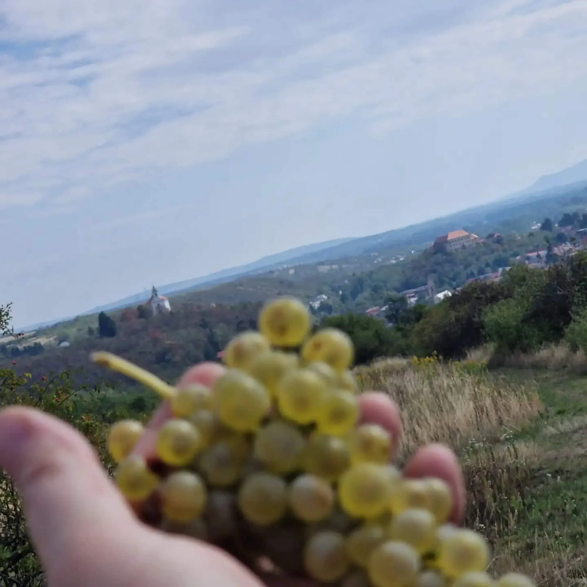 Začátek...vinobraní 2026